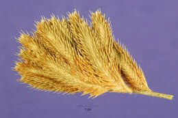 Image of California Orcutt grass