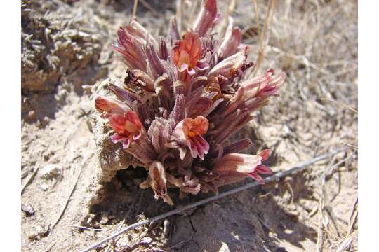 Image of flat-top broomrape