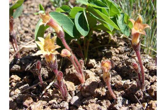 Image of clustered broomrape