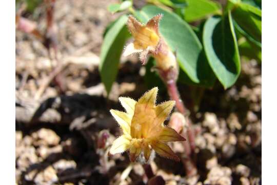 Image of clustered broomrape