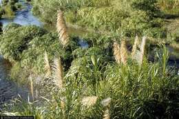 Image of giant reed