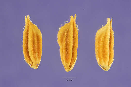 Imagem de Oryza latifolia Desv.