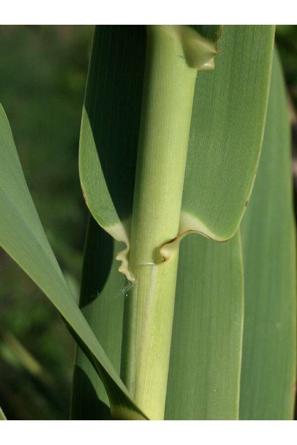 Image of giant reed