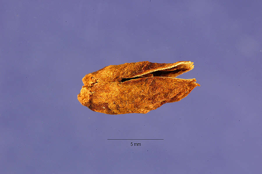 Image de Aphyllon ludovicianum (Nutt.) A. Gray