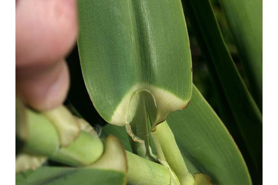 Image of giant reed