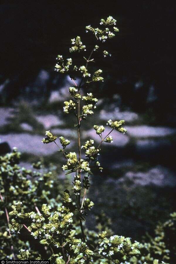 Image of sweet marjoram