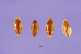 Image of littleseed ricegrass
