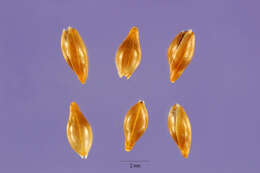 Слика од Achnatherum miliaceum (L.) P. Beauv.