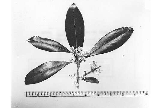 Image of Cartrema americana (L.) G. L. Nesom