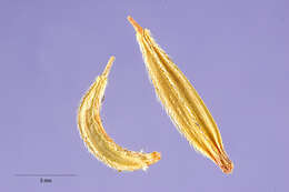 Imagem de Osmorhiza brachypoda Torr. ex Durand