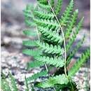 Image of cinnamon fern