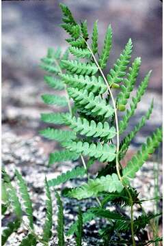 Image of cinnamon fern