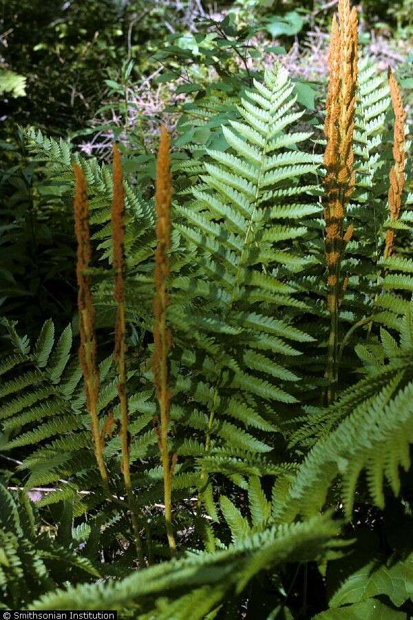 Image of cinnamon fern