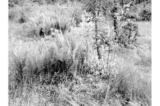 Image of cinnamon fern