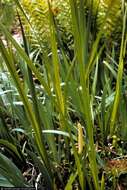 Imagem de Acorus calamus var. americanus Raf.