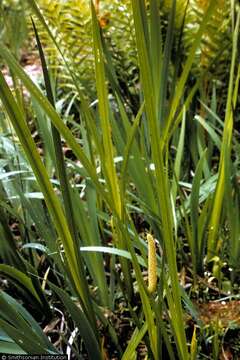 Imagem de Acorus calamus var. americanus Raf.