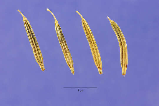 Image de Osmorhiza occidentalis (Nutt. ex Torr. & Gray) Torr.