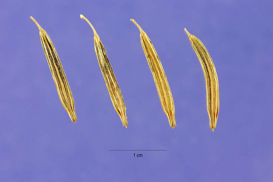 Image de Osmorhiza occidentalis (Nutt. ex Torr. & Gray) Torr.
