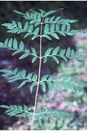 Image of Royal Fern