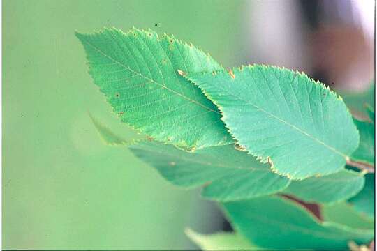 Image of eastern hophornbeam