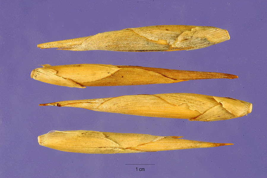 Image of Bindura bamboo