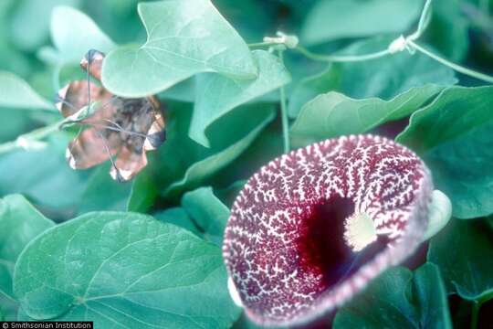 Image de Aristolochia elegans Mast.