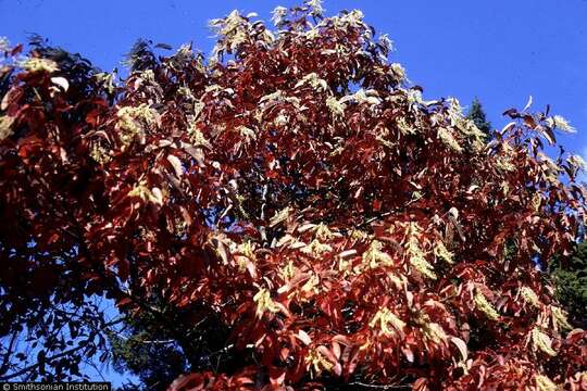 Image de Oxydendrum