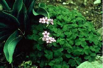 Sivun Oxalis articulata subsp. rubra (A. St.-Hil.) Lourteig kuva