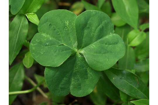 Image of pink woodsorrel