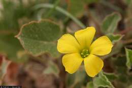 Imagem de Oxalis dichondrifolia A. Gray