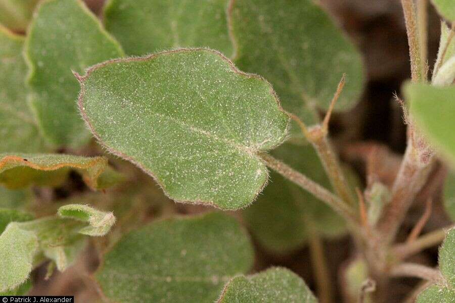 Imagem de Oxalis dichondrifolia A. Gray