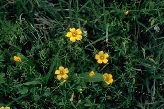 Image of slender yellow woodsorrel