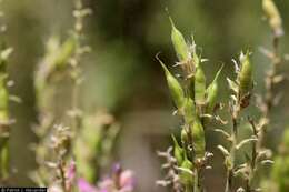 Image of Purple Locoweed