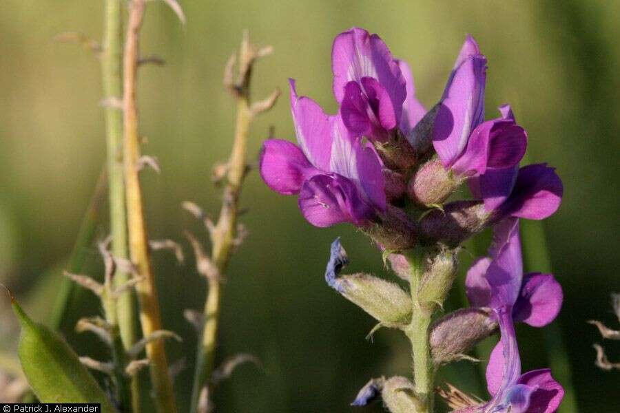 Image of Purple Locoweed