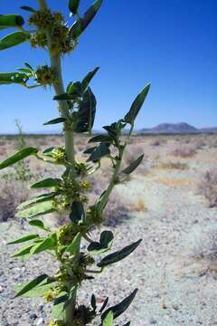 Image of spiny caper