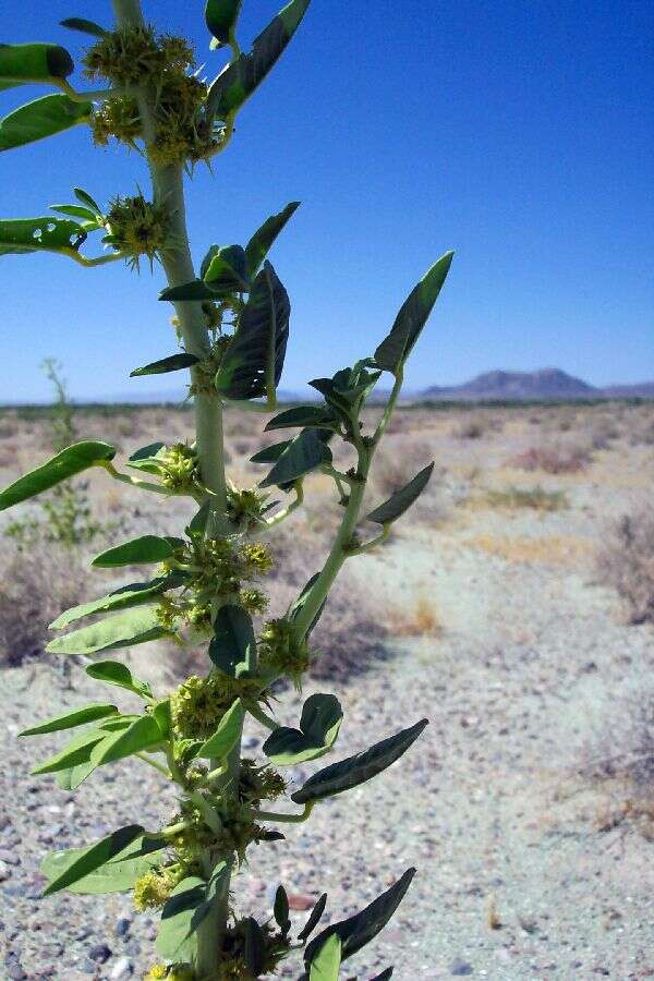 Image of spiny caper