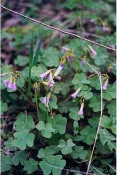 Image of violet woodsorrel