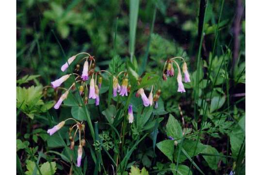 Image of violet woodsorrel