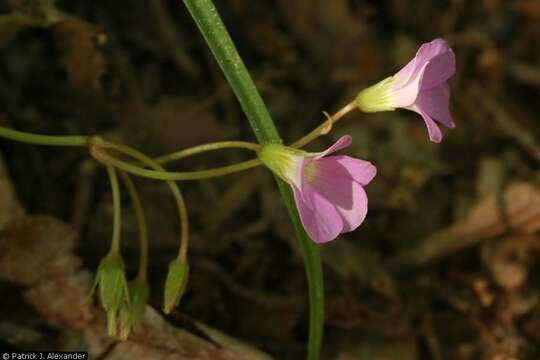 Image of violet woodsorrel