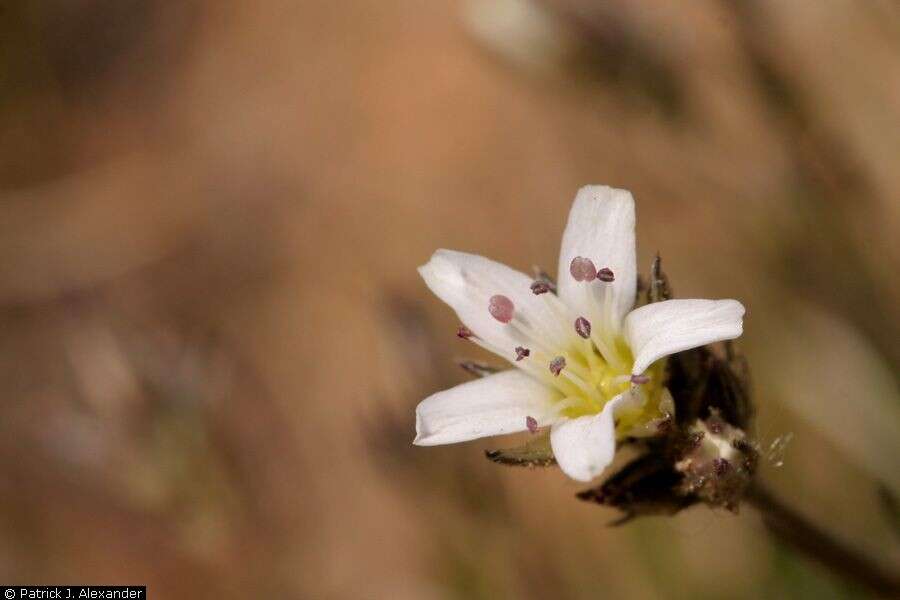 Image of Fendler's sandwort