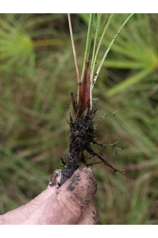 Image of cutthroat grass