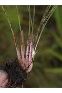 Image of cutthroat grass