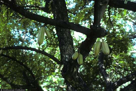 Parmentiera aculeata (Kunth) L. O. Williams的圖片