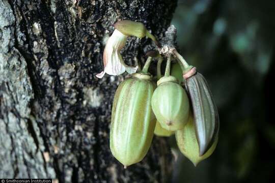 Parmentiera aculeata (Kunth) L. O. Williams的圖片