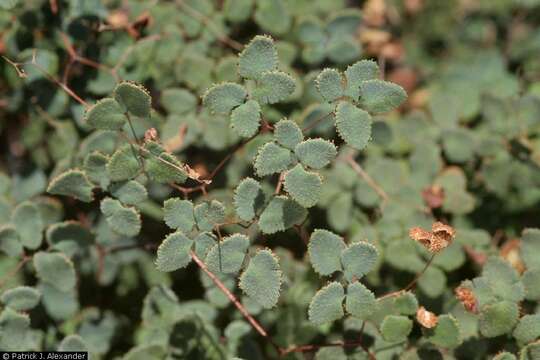 Image of Fendler's false cloak fern