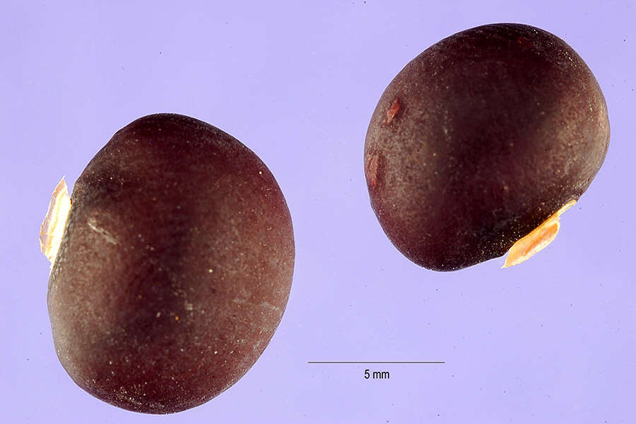 Image of yam bean