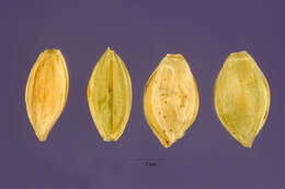 Image of Comb's crowngrass