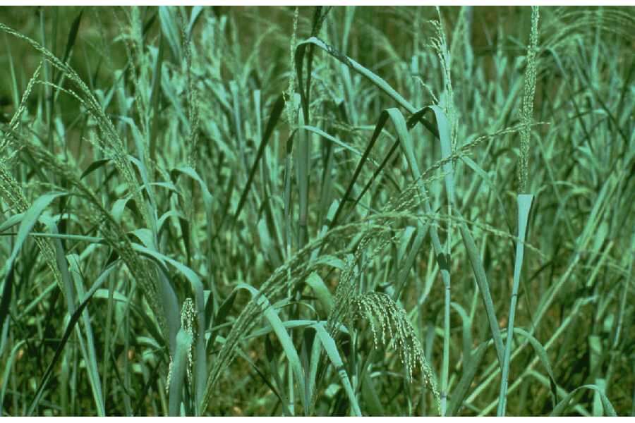 Plancia ëd Panicum amarum Elliott