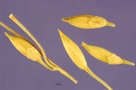 Plancia ëd Sacciolepis striata (L.) Nash