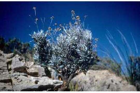 Image of guayule